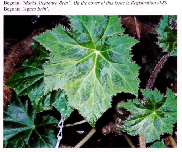 B. ‘Maria Alejandra Brin’